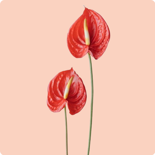 Anthurium