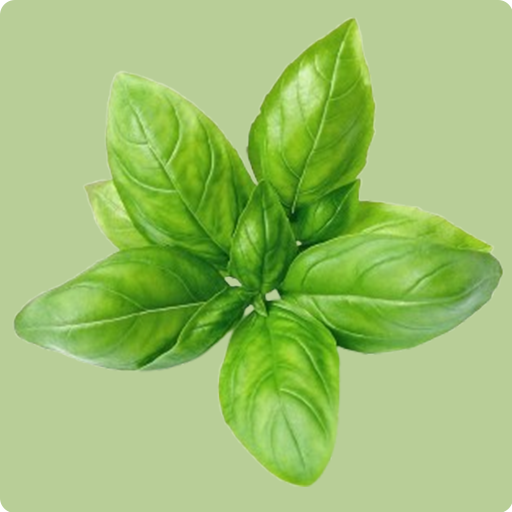 Basil