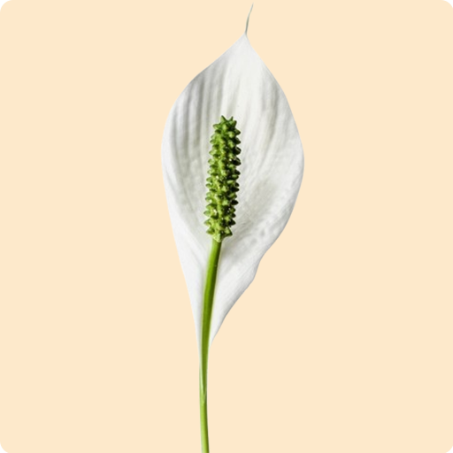 Peace Lily