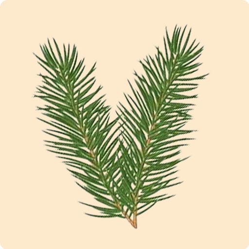 Pine