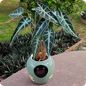 PlantBot user feedback from Sivani showing an Alocasia plant in the smart pot, described as a fun gift idea for plant lovers.