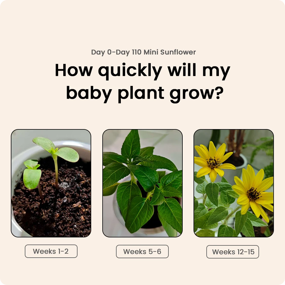 Mini Sunflower growth timeline in PlantBot from week 1 to week 15, demonstrating successful indoor gardening from seeds.