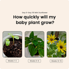 Mini Sunflower growth timeline in PlantBot from week 1 to week 15, demonstrating successful indoor gardening from seeds.