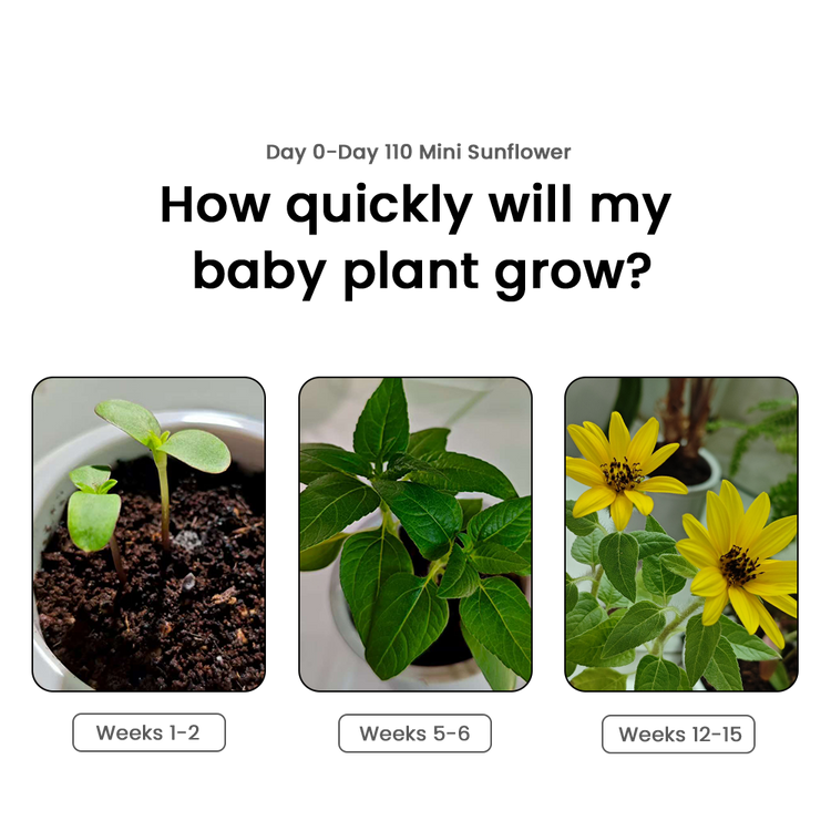 Mini Sunflower growth lifecycle inside PlantBot smart pot: Timeline shows progress from healthy seedling (Weeks 1-2), to flourishing green plant (Weeks 5-6), to vibrant yellow blooms (Weeks 12-15).