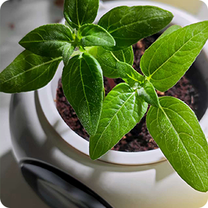 PlantBot AI smart plant pot five-star customer review by Mira Lang. Features a flourishing seedling and highlights how the unique seed mode makes raising a real plant fun and educational, like a Tamagotchi plant.