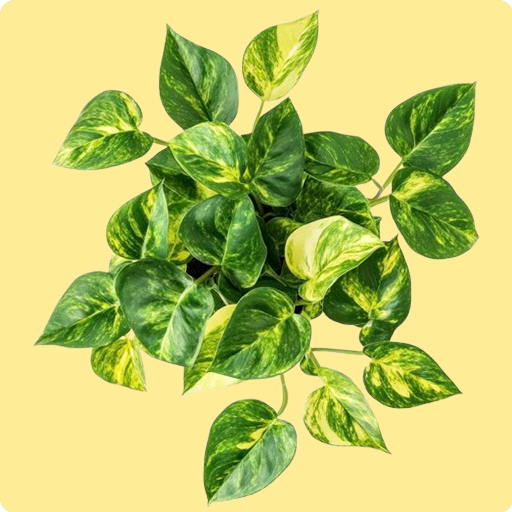 Pothos