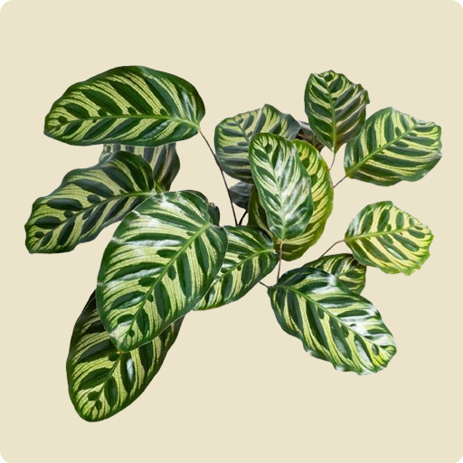 Prayer Plant