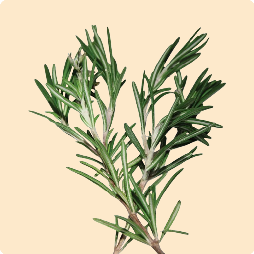 Rosemary
