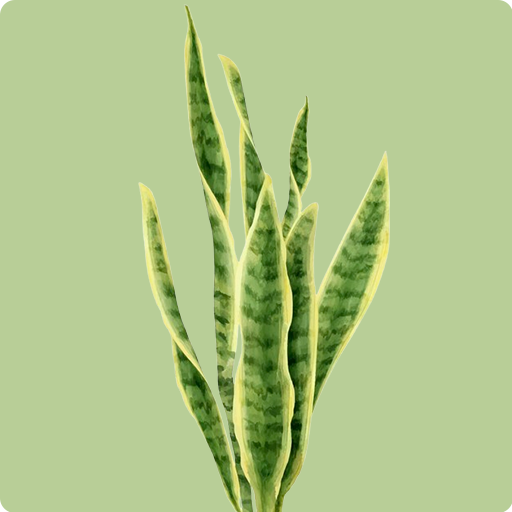 Snake Plant