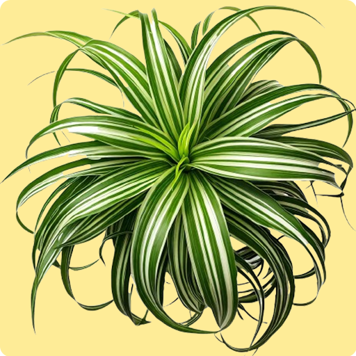 Spider Plant &nbsp;