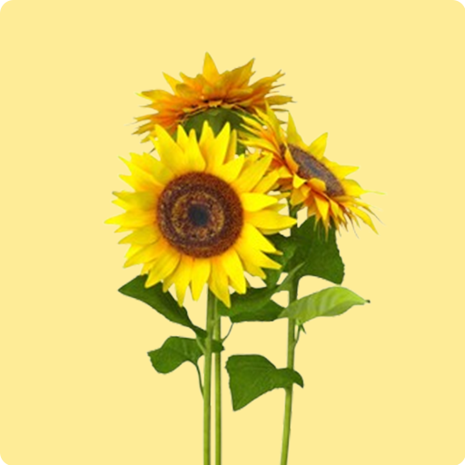 Mini sunflower