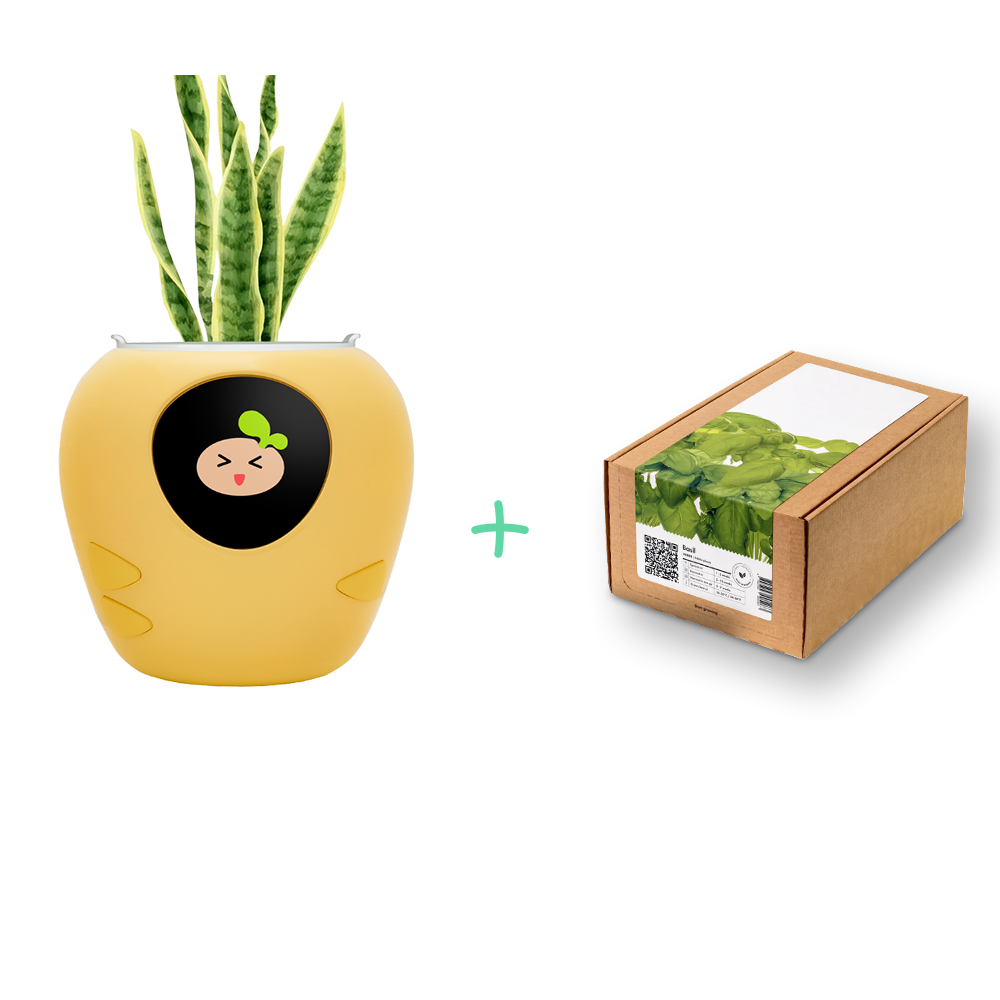 Back to School, Back to Bloom! + Smart Pet Planter - Plantbot！